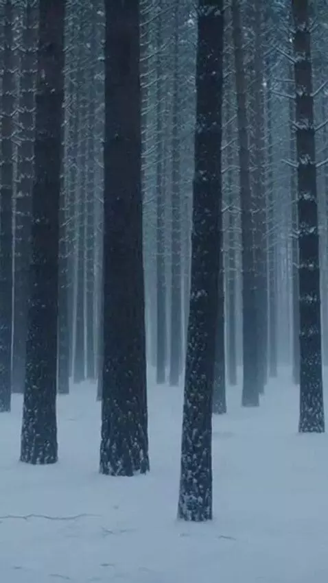 AI Video from prompt: Shot 1 - The woman moves into the tree line. Sno