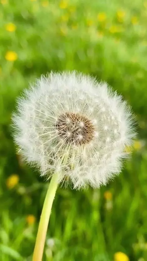 AI Video from prompt: A close-up outdoor macro shot of a mature white 