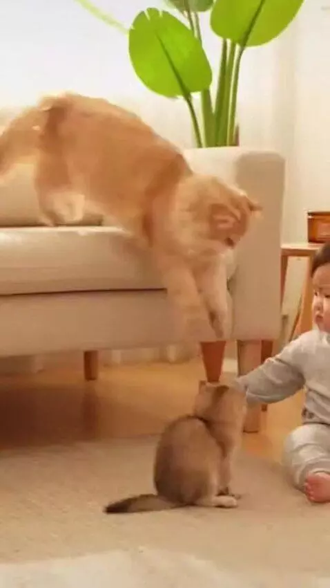 AI Video from prompt: Please generate a video for me: A warm and cozy 