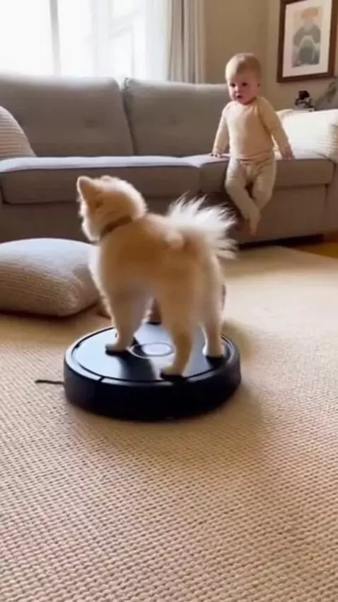 AI Video from prompt: Create a realistic funny animal video inside a c