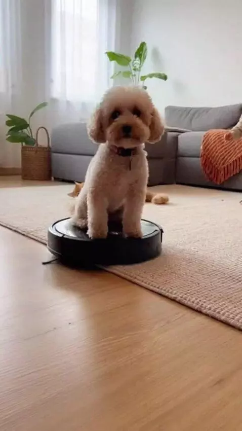 AI Video from prompt: Create a 30-second realistic funny animal video,