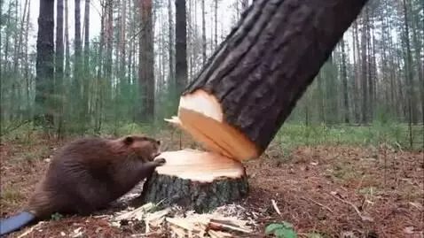 AI Video from prompt: a beaver falls a large, thick tree