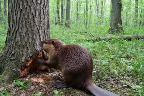 AI Video from prompt: a beaver falls a large, thick tree