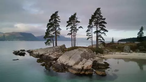 AI Video from prompt: A desolate northern shore with tall, slender pin