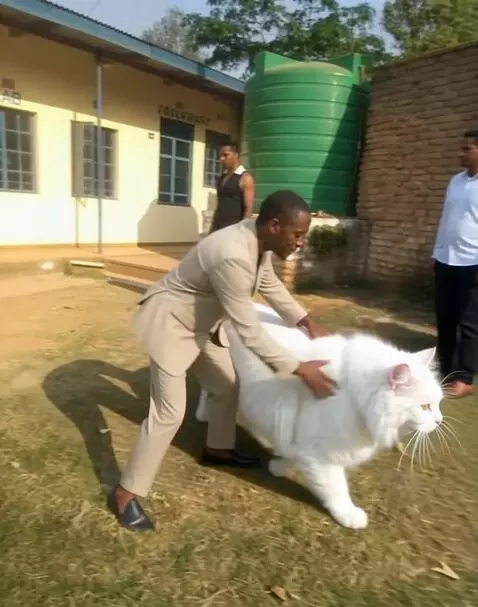 AI Video from prompt: Make me riding a fluffy cat through the city