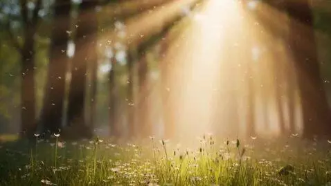 AI Video from prompt: Cinematic aesthetic shot, early morning, misty a
