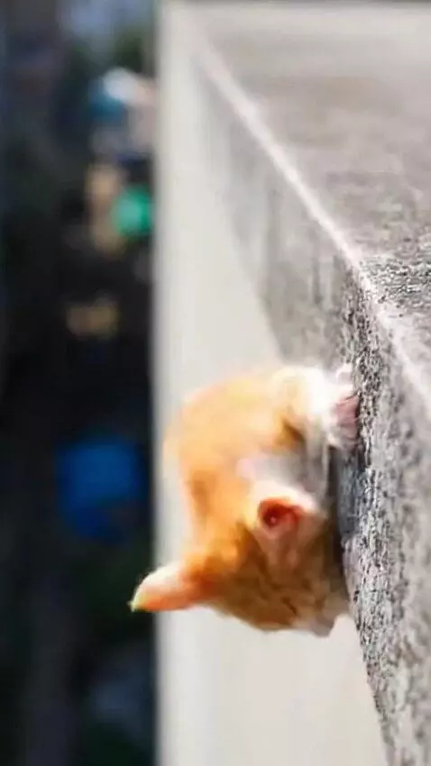 AI Video from prompt: A realistic mother cat and her small kitten are 