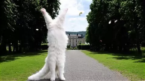 AI Video from prompt: "A beautiful fluffy white Persian cat with long 