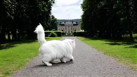 AI Video from prompt: katten vänder och går mot slott