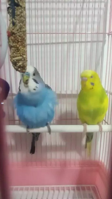 AI Video from prompt: The blue budgie starts chirping very loudly but 