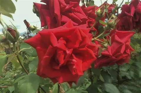 AI Video from prompt: the wind blows on the roses