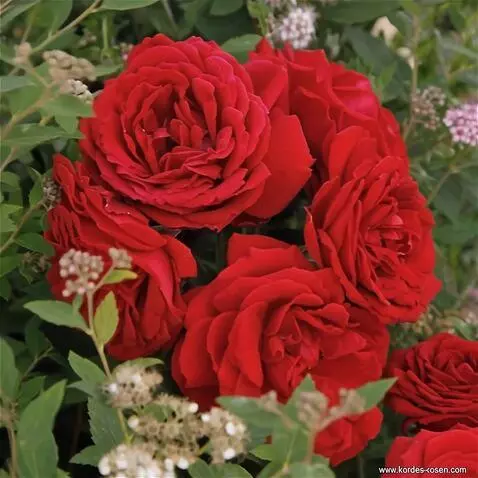 AI Video from prompt: the wind blows on the roses
