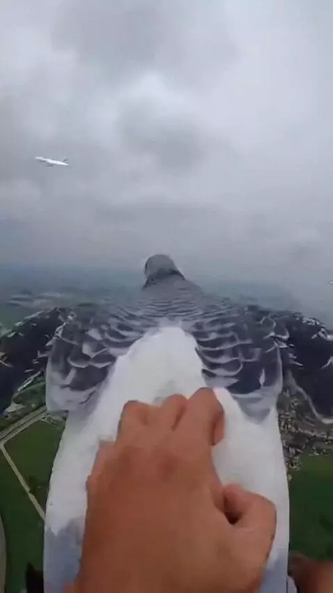 AI Video from prompt: In the first person. Flying on a pigeon, 30 mete