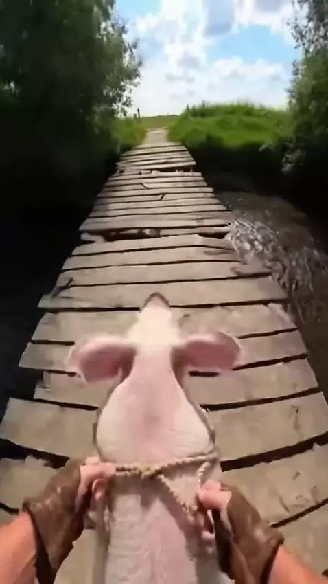 AI Video from prompt: In the first person. Sitting on a pig, the pig i