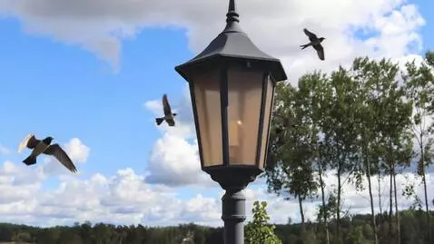 AI Video from prompt: fåglar flyger förbi lykta
