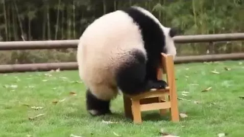 AI Video from prompt: A cute panda clumsily trying to sit on a small c