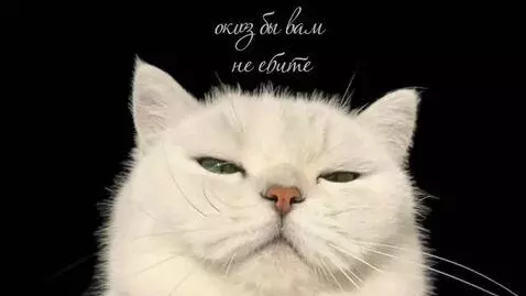 AI Video from prompt: The cat looks at me emotionally, squinting his e