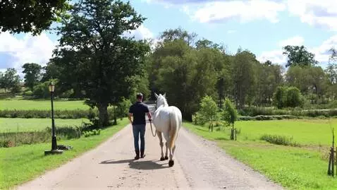 AI Video from prompt: man med sin häst går sakta framåt
