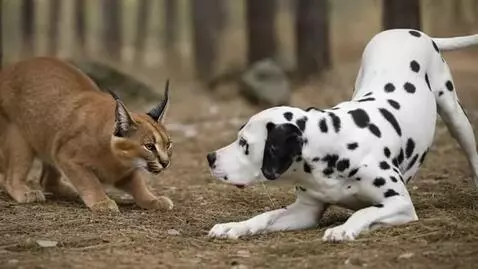 AI Video from prompt: Caracal hiss at Dalmatian dogs