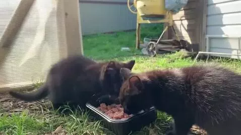 AI Video from prompt: This cats eat food
