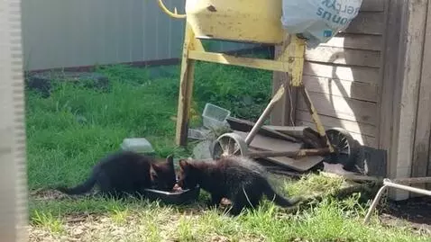 AI Video from prompt: The cats should be in the same place, the camera