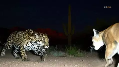 AI Video from prompt: Jaguar and cougar fight in Arizona