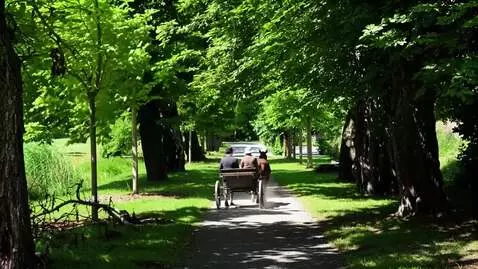 AI Video from prompt: häst vagnen går framåt sakta
