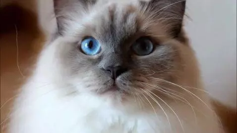 AI Video from prompt: A beautiful fluffy Ragdoll cat gazing at you wit