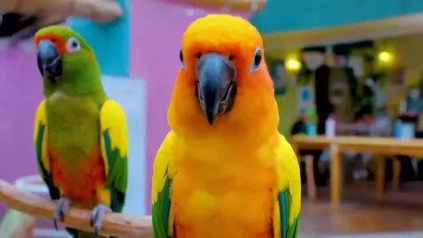 AI Video from prompt: “A funny 45‑second video of three parrots joking