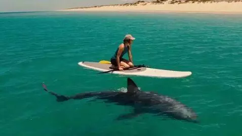 AI Video from prompt: Large shark circling a woman on a paddle board 5