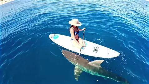 AI Video from prompt: Large shark circling a woman on a paddle board 5