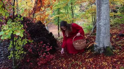 AI Video from prompt: kvinna i skogen plockar bär och lägger det i kor