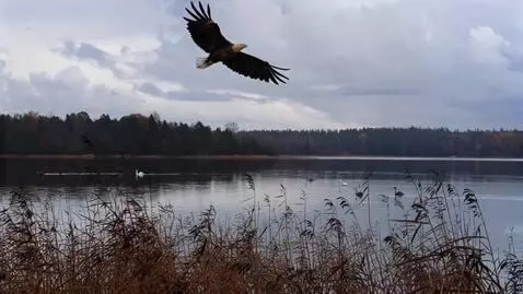 AI Video from prompt: Stora örn flyger förbi