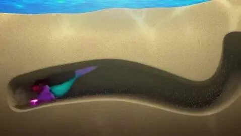 AI Video from prompt: The black mermaid starts burrowing down headfirs