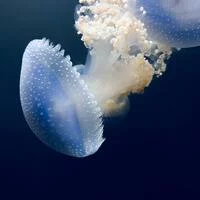 sincerejoinperform944