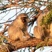 supremecopperactivate548