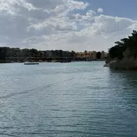 aimonkeygorila