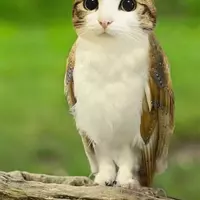 MeowlShow (jointmeowlshow)