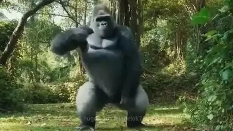 A large, dark-furred gorilla dancing energetically with its arms up in a dense, green jungle setting.