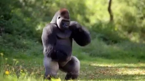 A large gorilla standing upright and dancing with its arms and legs in a lush green outdoor environment.