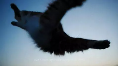 Orange and white tabby cat in mid-air, stretched out against a light blue sky.