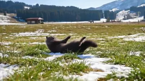 Fluffy British Blue Shorthair cat rolling and playing in a grassy field with patches of snow.
