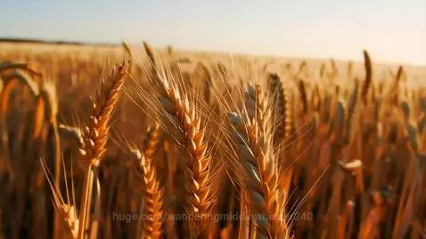 Close-up of golden wheat ears swaying in the wind with a warm, bright sky in the background.
