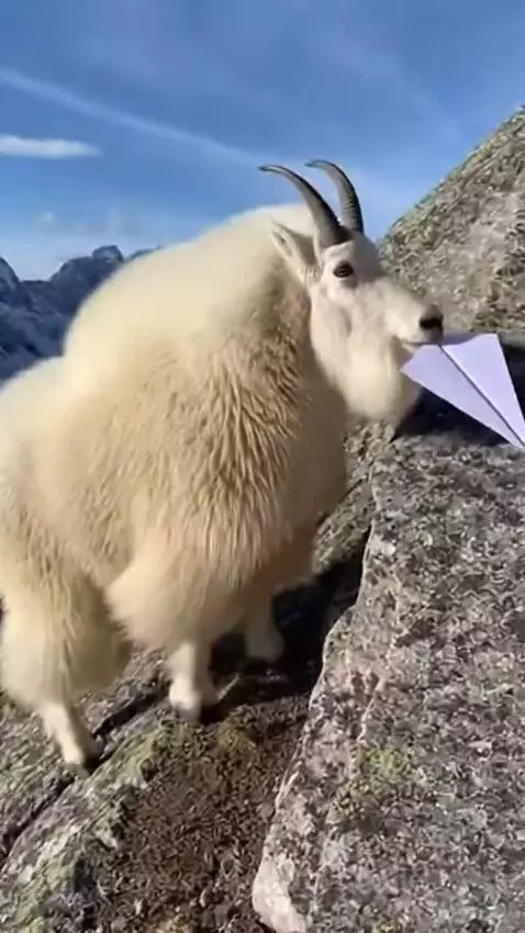 A white mountain goat on a rocky path releases a paper airplane into the air with snow-capped mountains in the background.