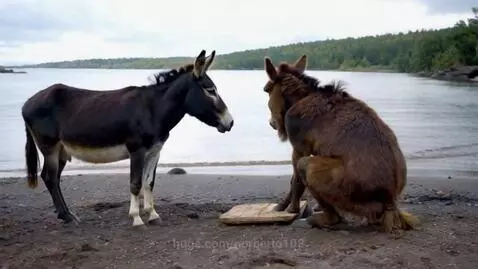 Two donkeys on a beach, one asking a question, with a calm body of water and distant trees in the background.