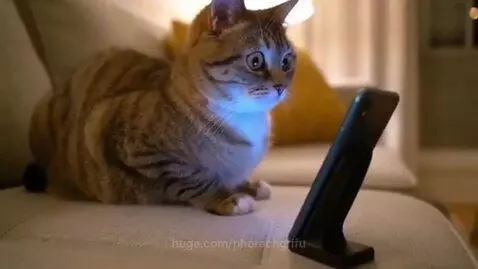 Tabby cat with wide eyes and open mouth looking shocked at an iPhone screen on a stand.