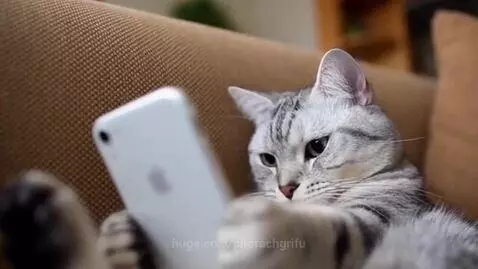 Grey tabby cat holding a white iPhone in its paws and looking intently at the screen.
