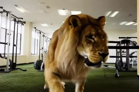 Realistic CGI lion with a full mane walking towards the camera in a well-lit gym with exercise equipment.