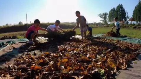 Five young boys spreading and turning dried leaves on green mats in a sunny outdoor field.