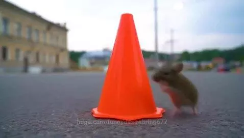 A small brown mouse jumps onto an orange traffic cone as a car drives by.
